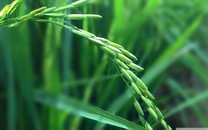 菲律賓一城鎮(zhèn)禁止“聊八卦” 鎮(zhèn)長：可改善生活質(zhì)量