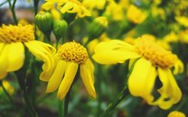 澳門4月博彩收入同比大降8.3% 創三年最大降幅