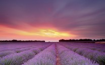 齊白石畫中真味與希臘數千年的藝術傳統(tǒng)驚人相似