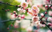 CBA前瞻：華南虎或拿到賽點 新疆需降節奏拼陣地戰