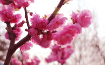 賈躍亭破產(chǎn)重組案開啟債權(quán)人投票流程，預(yù)計三周內(nèi)完成