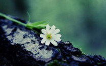 華晨宇同款美寶蓮FITme禮盒