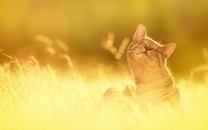 為何大部分都是姥姥帶娃，奶奶們都在干嘛？兩點原因很現實