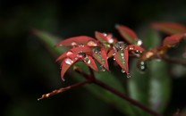 “N號房”有3名會員向警方自首