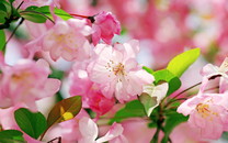 美聯(lián)社評(píng)大師賽|壞天氣將伍茲送進(jìn)領(lǐng)先組 決戰(zhàn)小莫