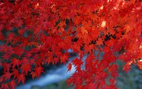 白云山創近5年新高！節后留意這只一季報利好概念股