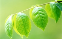 走進(jìn)“文藝復(fù)興寶庫(kù)”烏菲齊藝術(shù)博物館