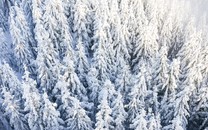 美企招聘強(qiáng)調(diào)“最好是白人” 網(wǎng)友：不能接受