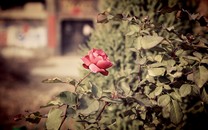 獨(dú)家版權(quán)將到期 網(wǎng)易阿里抖音環(huán)伺下騰訊音樂往哪走