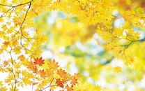 劉詩(shī)詩(shī)新劇真的很趕客