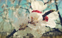牛娃簡(jiǎn)歷:四五歲懂核反應(yīng)堆
