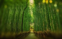 榮耀加速布局潮玩門店 手機(jī)廠商線下渠道競(jìng)爭(zhēng)加劇